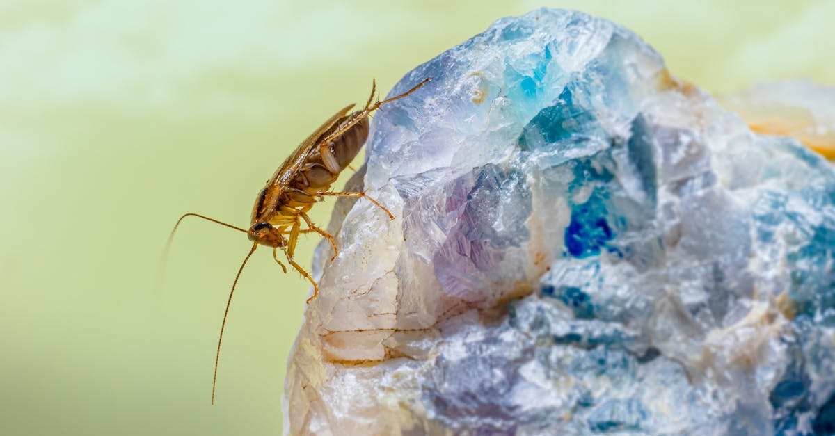 How to Prevent Roaches in Jersey City Apartments & High-Rises