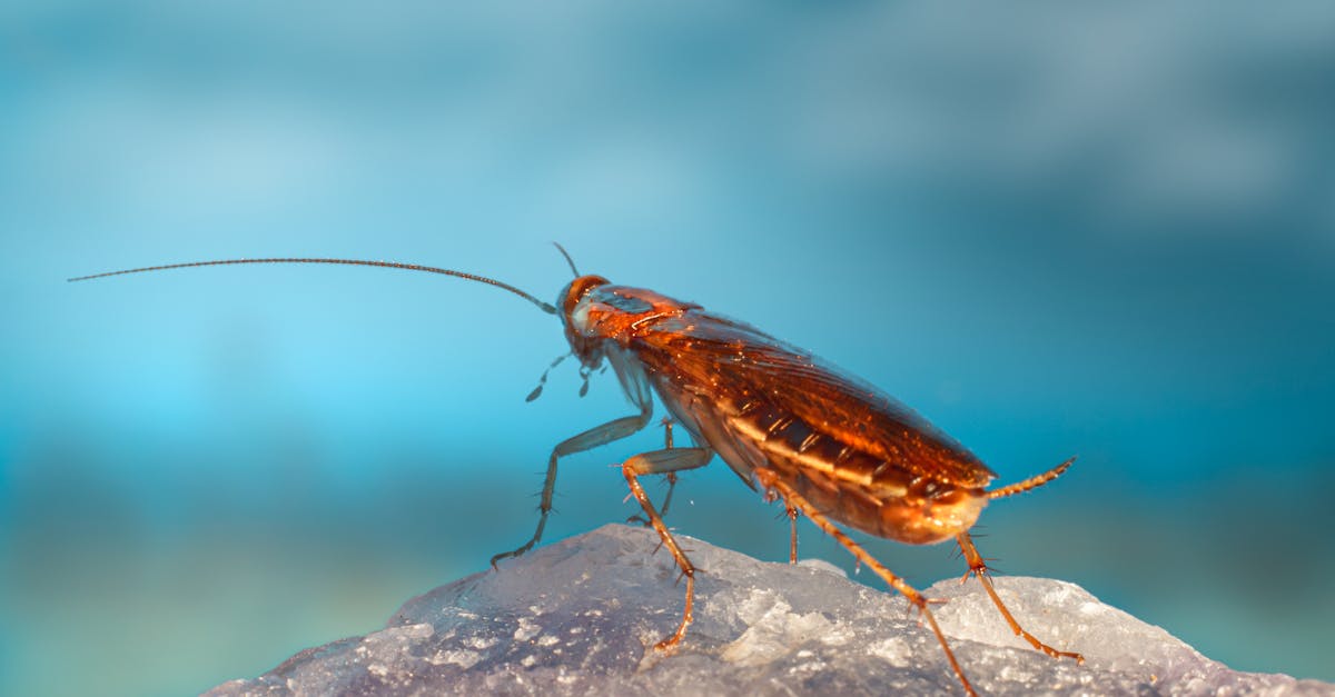 Detailed close-up of a German cockroach on a reflective surface against a blue background.