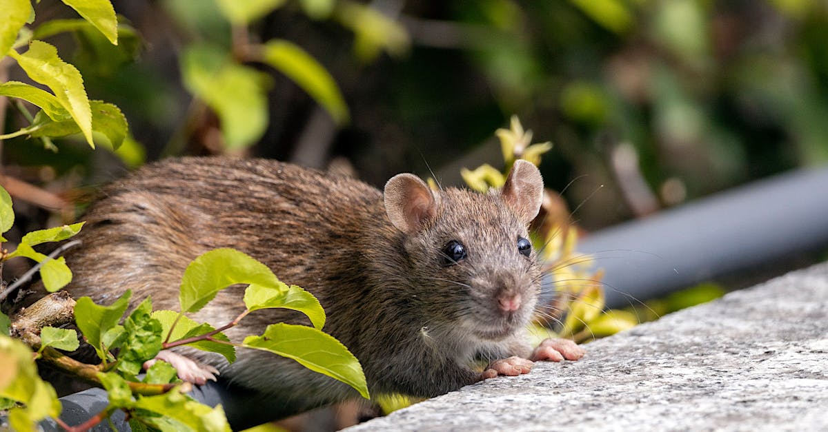 Why Jersey City Has a Rodent Problem — And What You Can Do About It