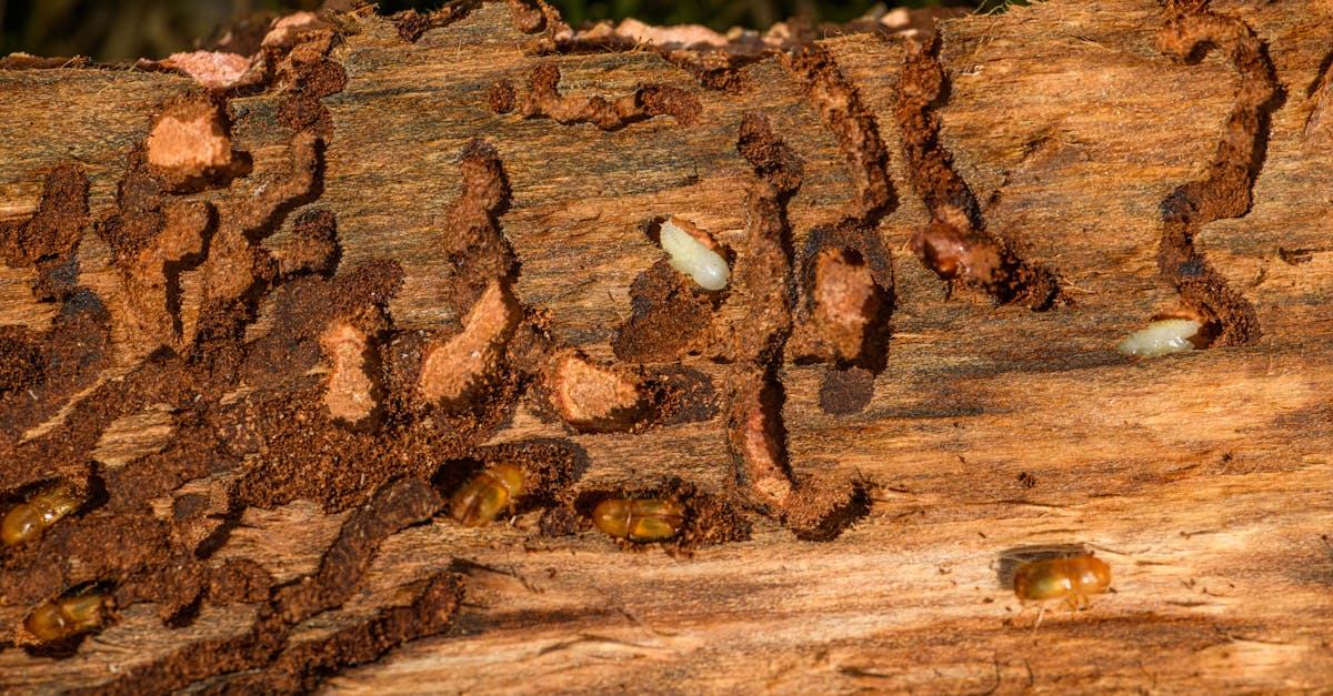 Close-up of wood showing termite damage and woodworm infestation
