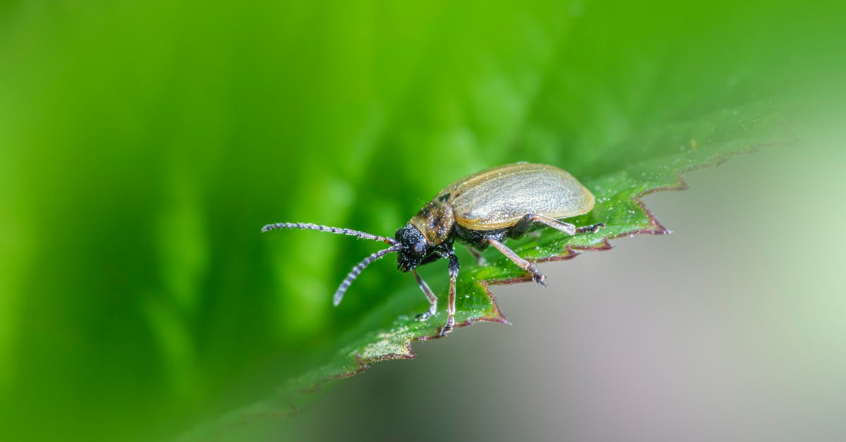 Seasonal Pest Guide for Jersey City — What to Expect Each Season