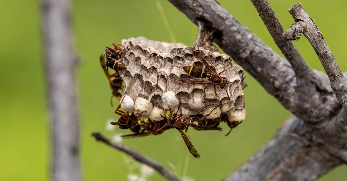 Close-up of a paper wasp nest on a tree branch with wasps visible.