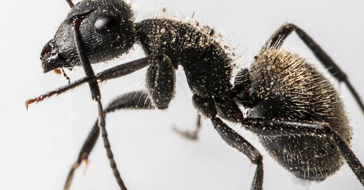 Close-up macro shot of a black ant showcasing intricate details and texture.